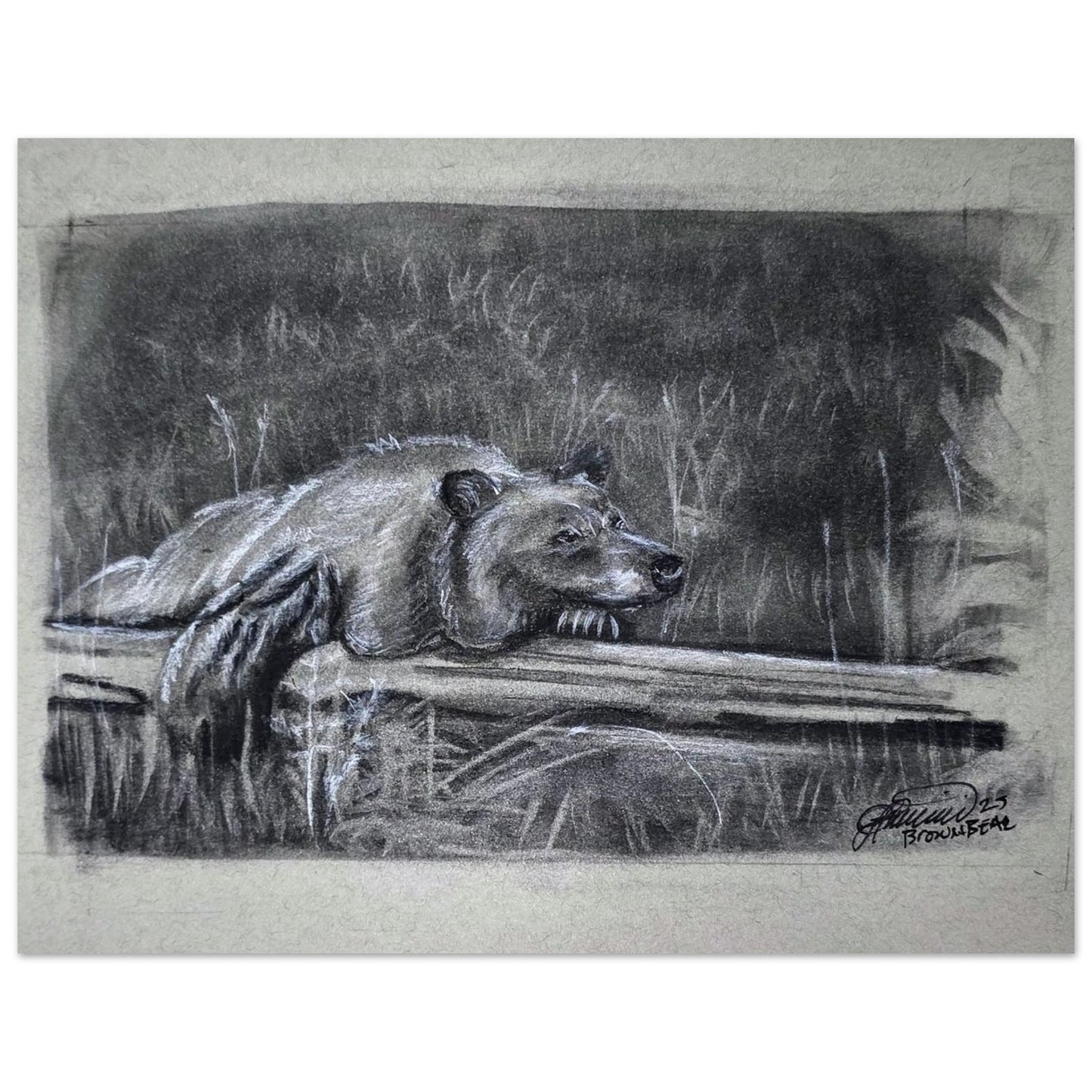 canadian-black-bear-charcoal-drawing-wildlife-art