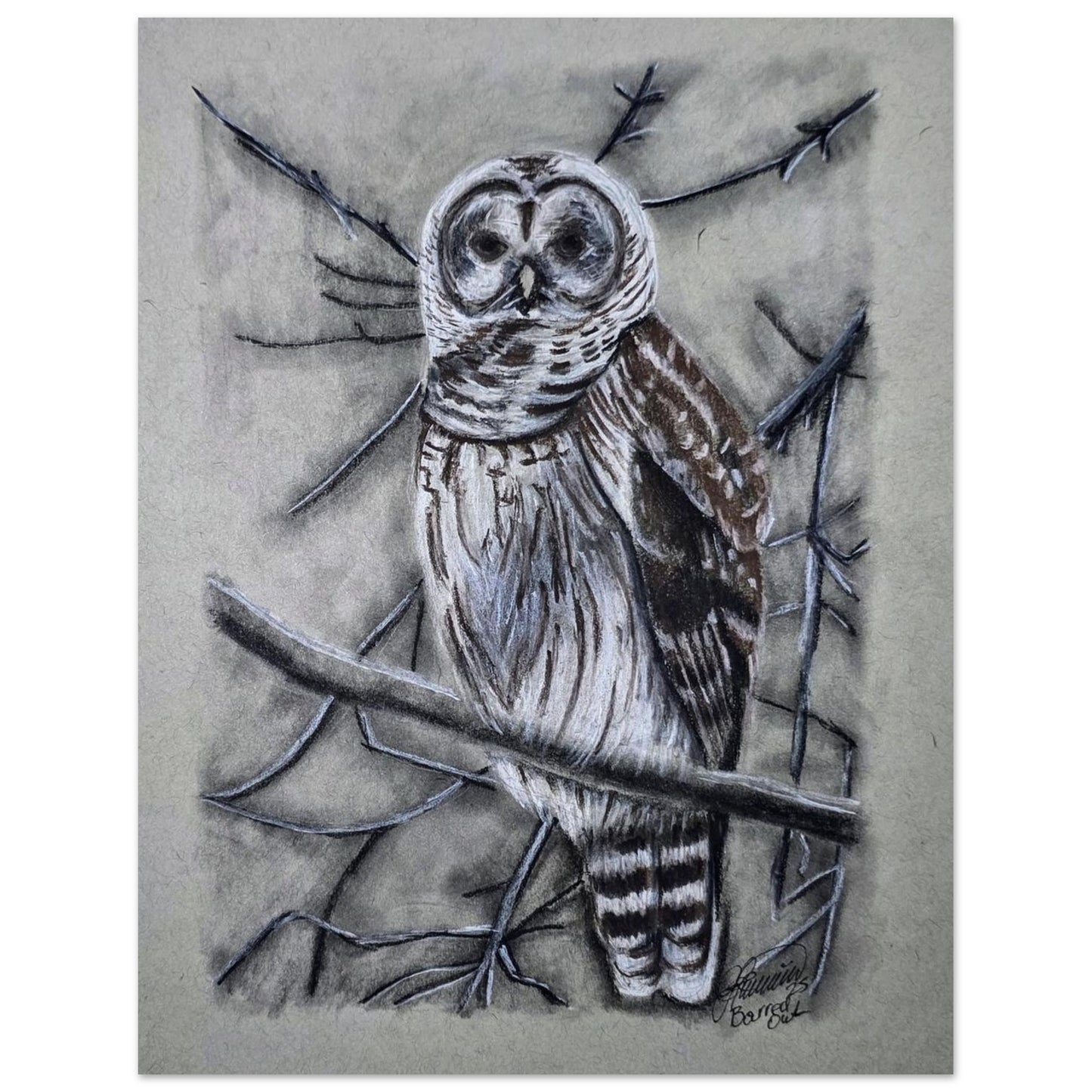 barred-owl-charcoal-sketch-canada-forest-bird