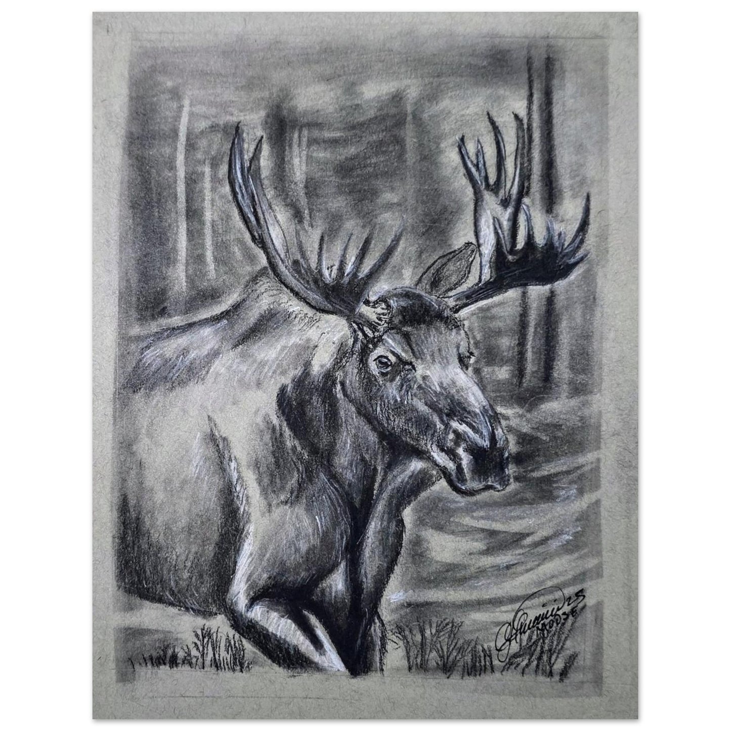 bull-moose-charcoal-sketch-canada-forest