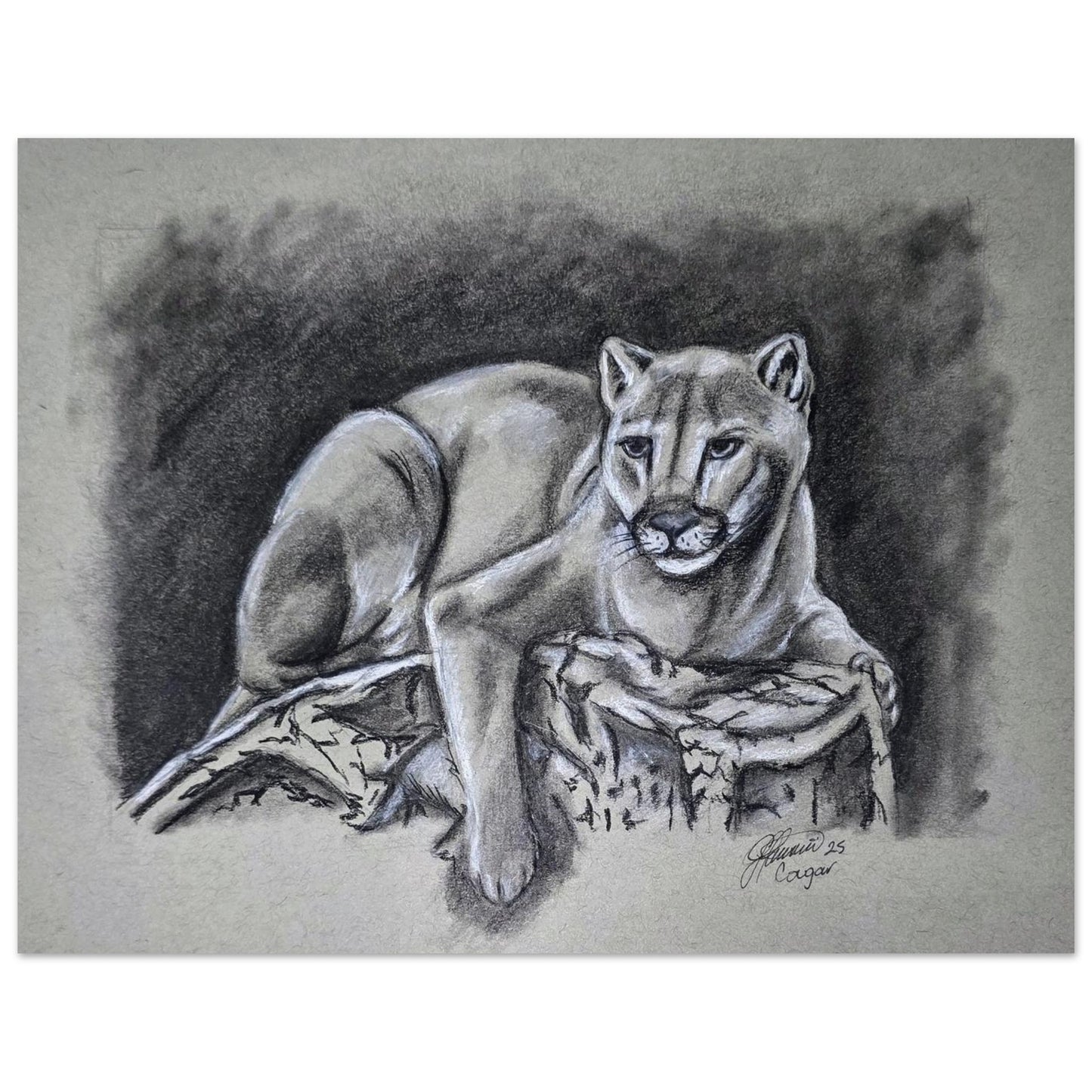 canadian-cougar-charcoal-drawing-wildlife-art
