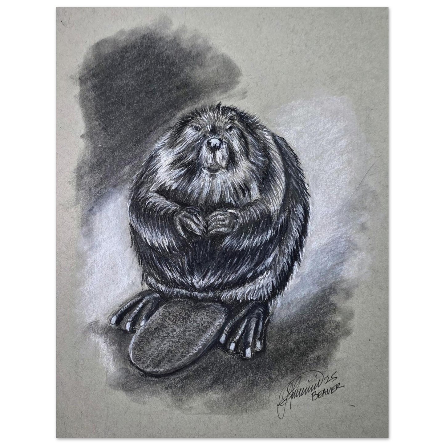 canadian-beaver-charcoal-drawing-wildlife-art