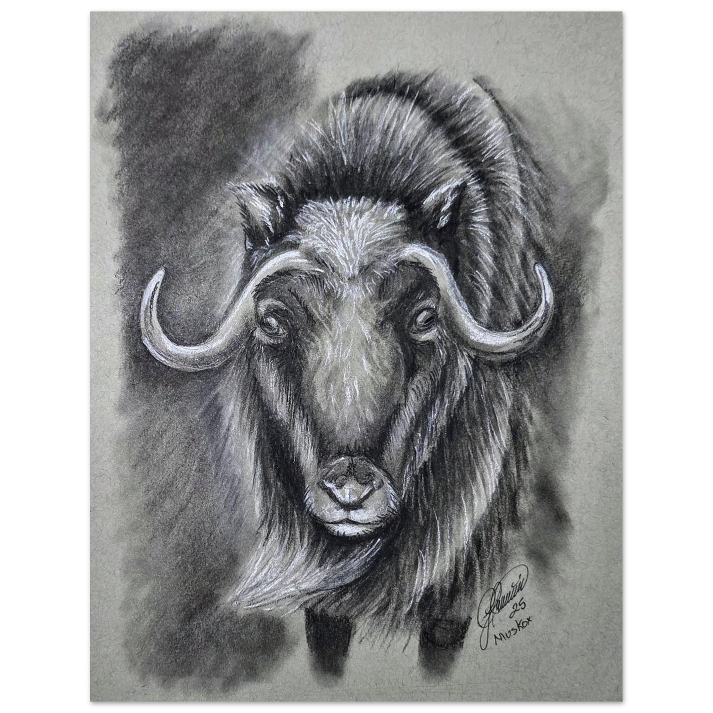 musk-ox-charcoal-sketch-canada-tundra