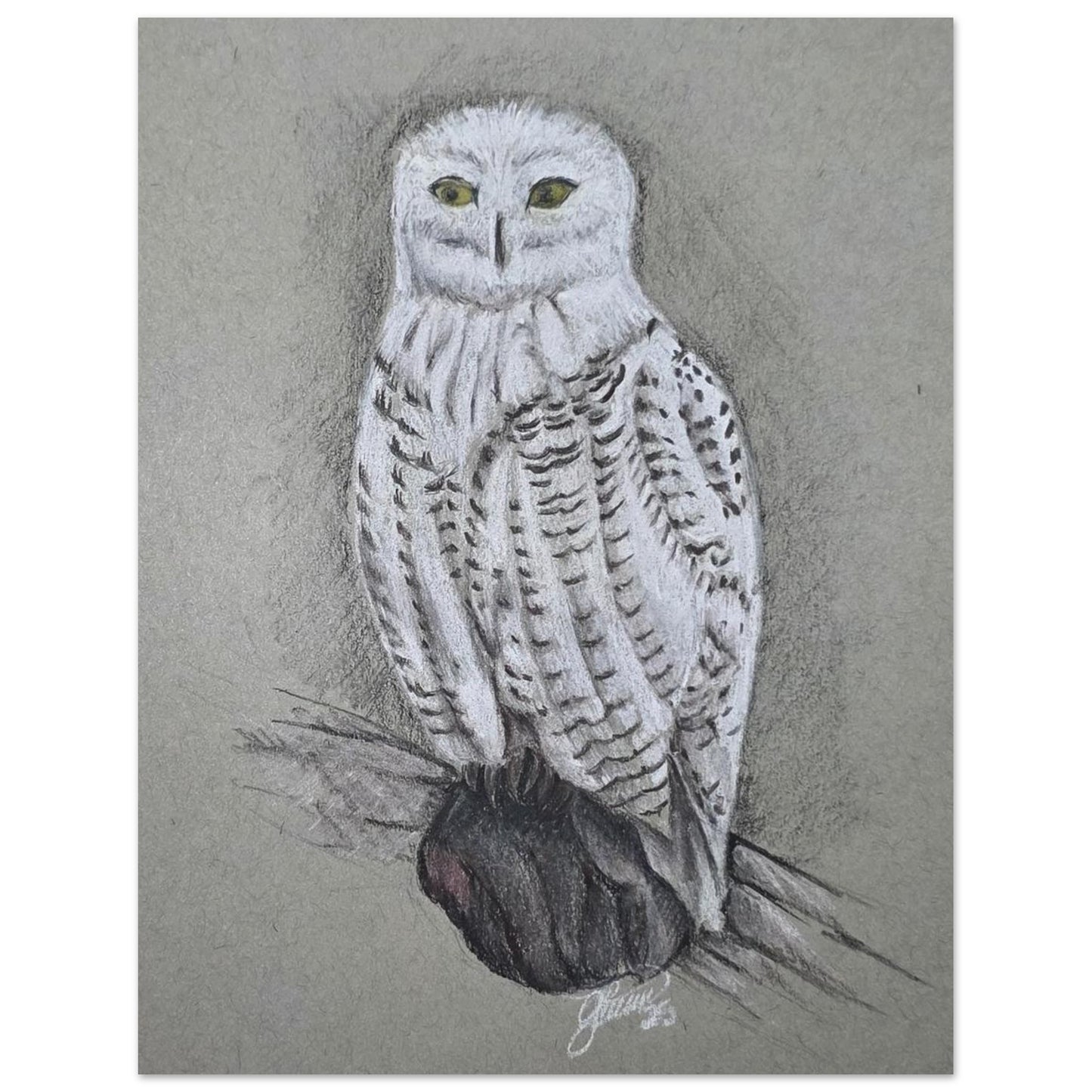 snow-owl-charcoal-sketch-canada-arctic-bird