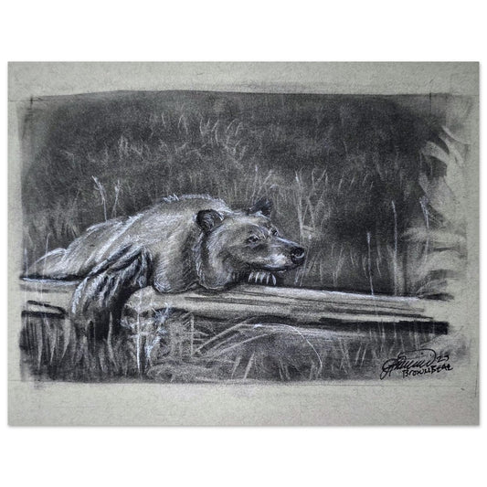 canadian-black-bear-charcoal-drawing-wildlife-art