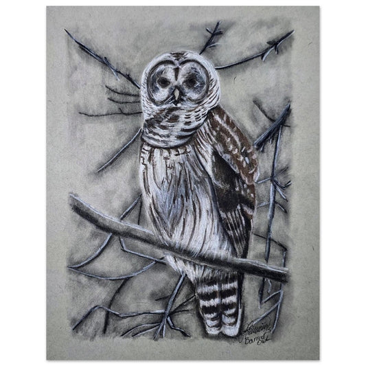 barred-owl-charcoal-sketch-canada-forest-bird