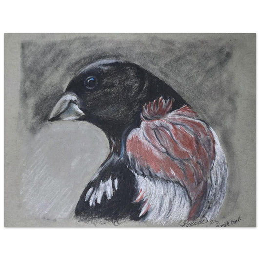 rose-breasted-grosbeak-charcoal-sketch-canada-songbird