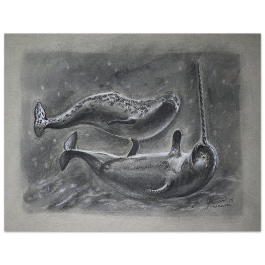 two-narwhals-charcoal-sketch-canada-ocean